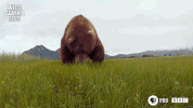 bbc one bear GIF by BBC