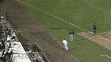 baseball bear GIF by MLB