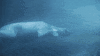 fail polar bear GIF by San Diego Zoo