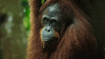 wild animals GIF by PBS