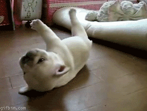 gay question GIF