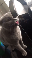 Cat Persistently Drinks Water in Super Slow-Mo