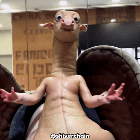 shiverchain what laugh weird look GIF