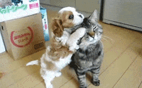 cat GIF