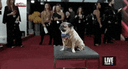 E Online Dog GIF by E!
