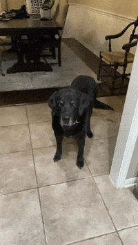 Baileythedog GIF