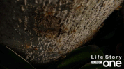 bbc one crawling GIF by BBC