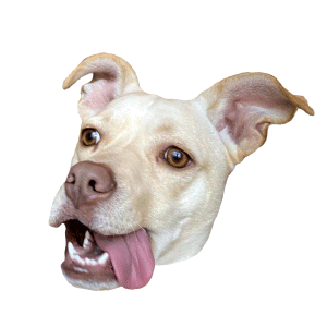 foxxyg dog crazy weird vibes Sticker