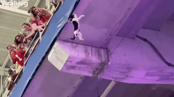 Falling Cat Caught by Fans