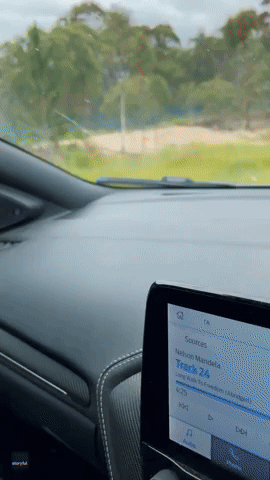 'Holy Heck!': Snake Catcher Finds Slithery Stowaway on Car Windscreen