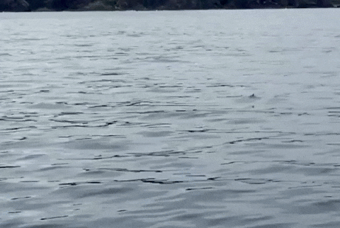 Mako Shark GIF by OctoNation® The Largest Octopus Fan Club!