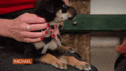 Dog Puppy GIF by Rachael Ray Show