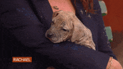 Dog Puppy GIF by Rachael Ray Show