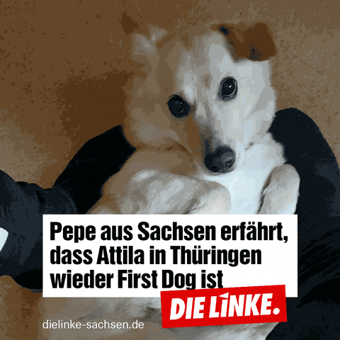 dielinkesachsen giphyupload dog hund thüringen GIF