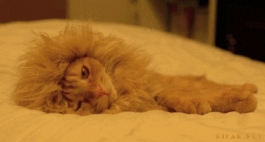 Video gif. Orange cat lays on a bed with a lion mane around its head. The cat looks at us, slowly blinking.