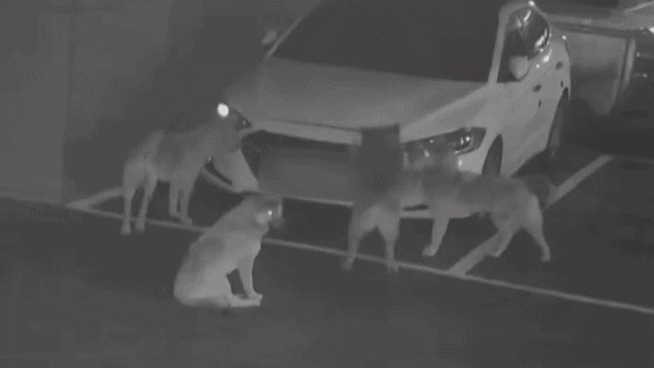 sophiasonge92b giphyupload GIF