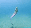 mermaid ocean gif GIF