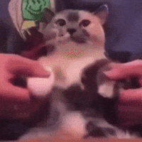 Realbullshat GIF