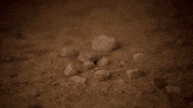 Look Down Pop Up GIF by Pokémon