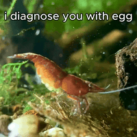 Red Cherry Congratulations GIF
