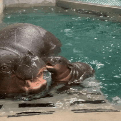 Pygmy Hippo Fun GIF by John Ball Zoo