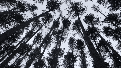 Sped up video of pine trees swaying in the wind in a northern Wisconsin forest.