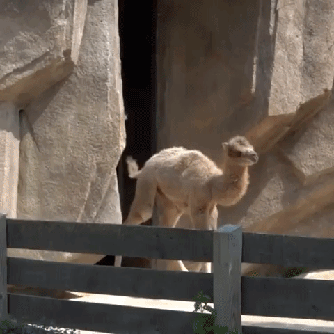 Camel Calf Runs Around Enclosure at Milwaukee County Zoo