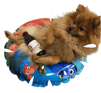 Dog Pomeranian Sticker by WMF - We Make Future
