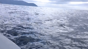 What It's Like to Follow Dolphins in a Speeding Boat