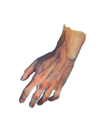 ninaiart hand watercolor pointer veins Sticker