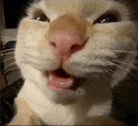 Cat Funny GIF