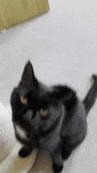Black Cat GIF