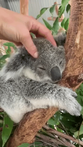 Koala Joey 'Mr Magoo' Can't Get Enough of Head Massage at New South Wales Zoo