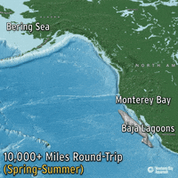 gray whale travel GIF by Monterey Bay Aquarium