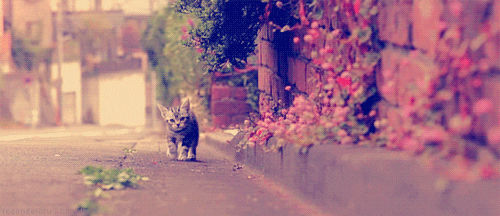 Cat Kitty GIF