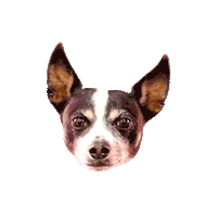 Smile Sticker by smilebriteortho