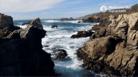 Big Sur Ocean GIF by Monterey Bay Aquarium