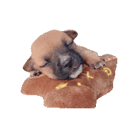 Dog Puppy Sticker by victoriacatwalkdog