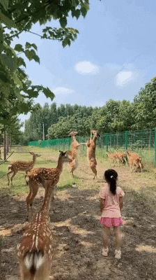 cuteanimalland giphyupload GIF