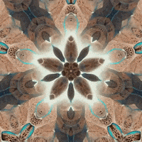 kapilbambardekar  GIF
