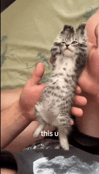 Kitty GIF