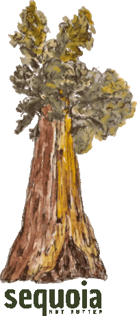 sequoianutbutter peanuts peanut peanut butter sequoia Sticker