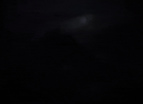 Walt Disney GIF