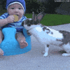 revenge rabbits GIF