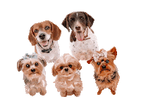 Dog Squad Team Sticker