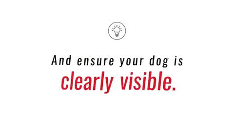 teodor0708 giphygifmaker GIF