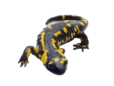 Guinea Pig Love Sticker