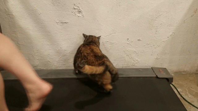 cat walking GIF