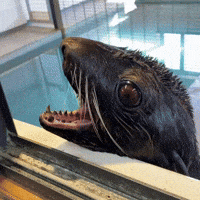 Tired Seal GIF by Valley Zoo Development Society