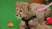 baby animal cat GIF by Rachael Ray Show